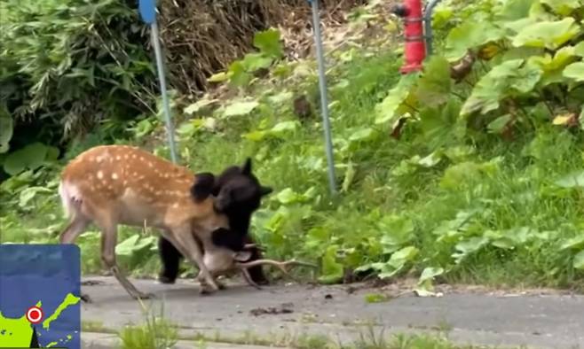 지난 7월27일 일본 홋카이도 라우스초에서 곰이 사슴을 덮치는 장면이 포착되고 있다. NNN 방송화면 캡처