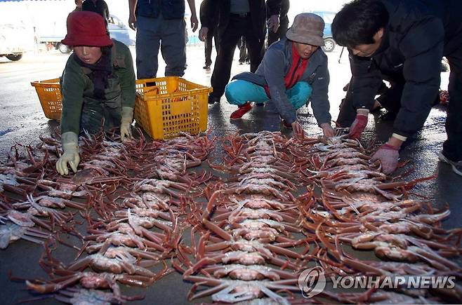 2006년 울산 정자항 대게 위판 모습  [연합뉴스 자료사진]