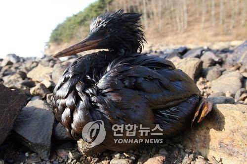 기름 뒤범벅 태안 해안 뿔병아리 2007년 충남 태안 앞바다에서 유출된 원유가 인근 해안으로 확산해 큰 피해가 우려되고 있는 가운데 2007년 12월 9일 오후 태안 신두리 해안에서 뿔논병아리 한 마리가 온몸에 기름을 뒤집어쓴 채 고통스러워하고 있다. 2007.12.9. [연합뉴스 자료사진]