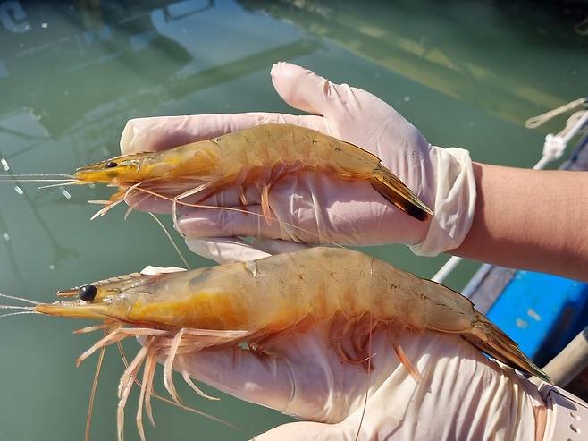 ▲ 충남 홍성 남당항에서 어획한 대하 (위:수컷 대하, 아래: 암컷 대하)