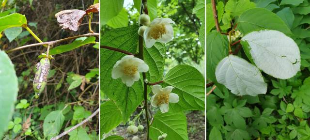 개다래 열매 꽃 잎