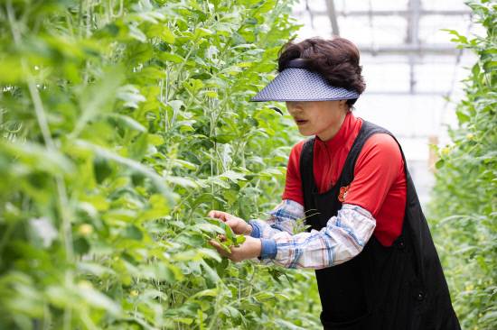 고령 농업인 수작업으로 수정하는 모습.사진=경남도농업기술원