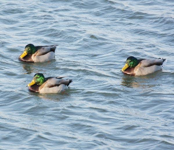 겨울철 낙동강 하구의 ‘터줏대감’이지만 점점 민물가마우지 등에 자리를 빼앗기는 청둥오리.