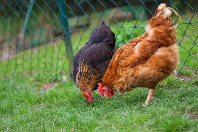 클립아트코리아