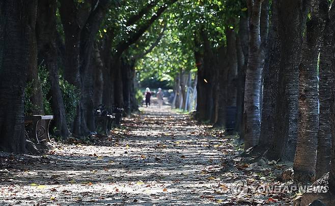 여름과 가을 사이 (시흥=연합뉴스) 홍기원 기자 = 맑은 날씨를 보인 11일 경기도 시흥시 갯골생태공원 산책로에 나뭇잎이 떨어져 있다. 2025.9.11 xanadu@yna.co.kr