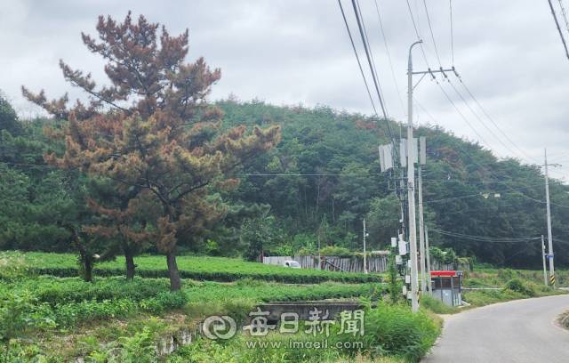 지난 12일 오전 찾은 안동시 남선면 현내리 마을 입구. 수백 년을 버텨온 입구의 거대한 소나무마저 잎이 노랗게 바뀌어 있었다. 손병현 기자