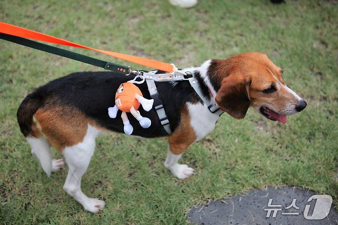 12일 발라당입양센터의 비글견이 산책을 하고 있다(센터 제공). ⓒ 뉴스1