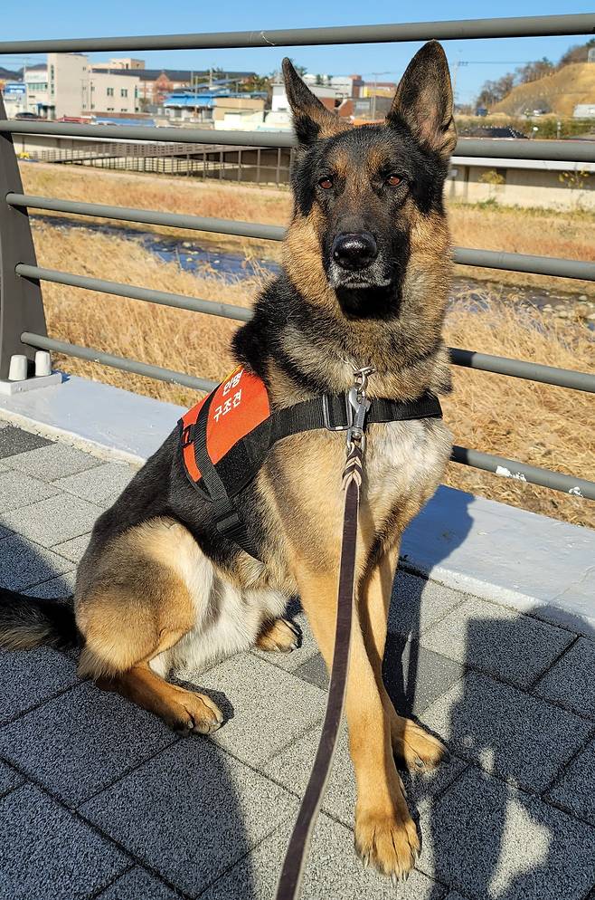 지난 2020년부터 경남소방본부 소속 119구조견으로 활약중인 저먼 셰퍼드종 투리. /경남소방본부