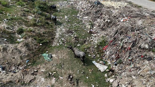 인도 파니파트의 한 공터에서 매립된 옷을 소들이 먹고 있다. 수많은 헌 옷이 한국에서 이곳으로 수출돼 버려지는 것으로 추정된다. 한겨레 자료
