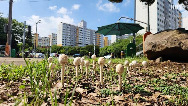 대단위 아파트 단지가 몰린 제주시 노형근린공원 입구에 자란 '흰갈대버섯' 균륜 (사진, 신동원 기자)