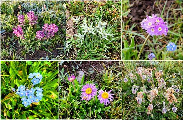파미르의 야생화 여름에만 잠깐 피어 생명을 만끽하고, 곧 사라져 길고 혹독한 겨울을 이겨낸다. (위) 구름송이풀, 에델바이스(솜다리), 설앵초. (아래) 고산물망초, 산구름국화, 캄파넬라할미꽃. 꽃 이름 확인 국립공원공단 권재환 박사.