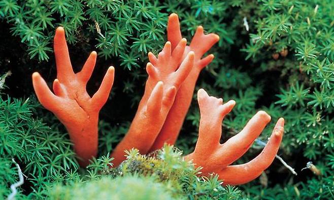 붉은사슴뿔버섯. 산림청 국립산림과학원 제공