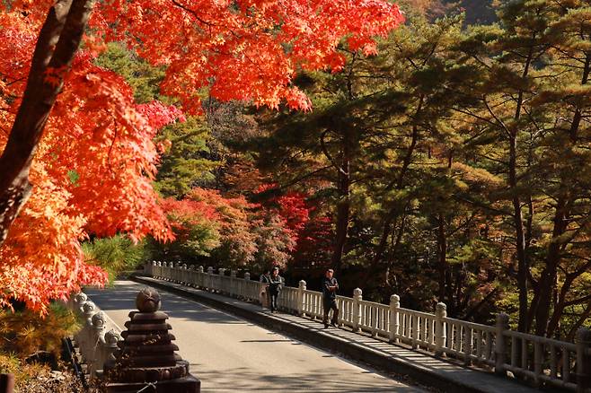 산청군 대원사 계곡길 단풍