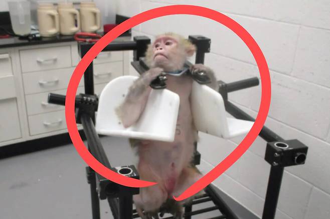 원숭이 동물실험이 진행되는 모습.[PETA 홈페이지 갈무리]