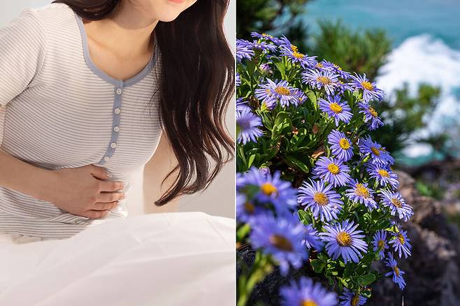 한국한의학연구원은 박기선 한의과학연구부 박사 연구팀이 자생식물인 ‘해국’ 추출물이 월경통(생리통)을 완화하는 효과를 확인했다고 16일 밝혔다. 클립아트코리아 제공