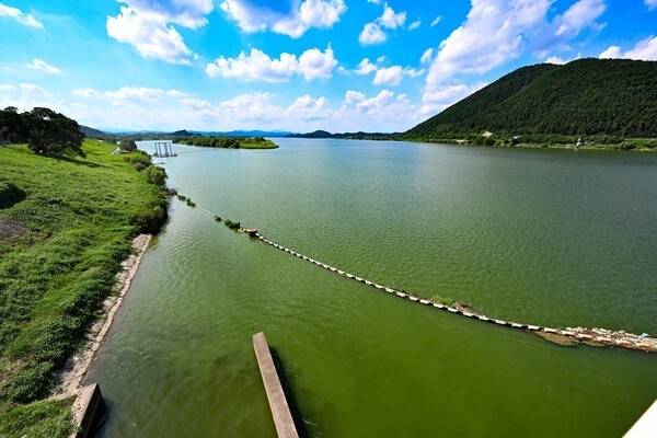 25일 오후 창녕함안보 상류 지점 강물이 초록색으로 변해 있다. /김구연 기자 sajin@idomin.com