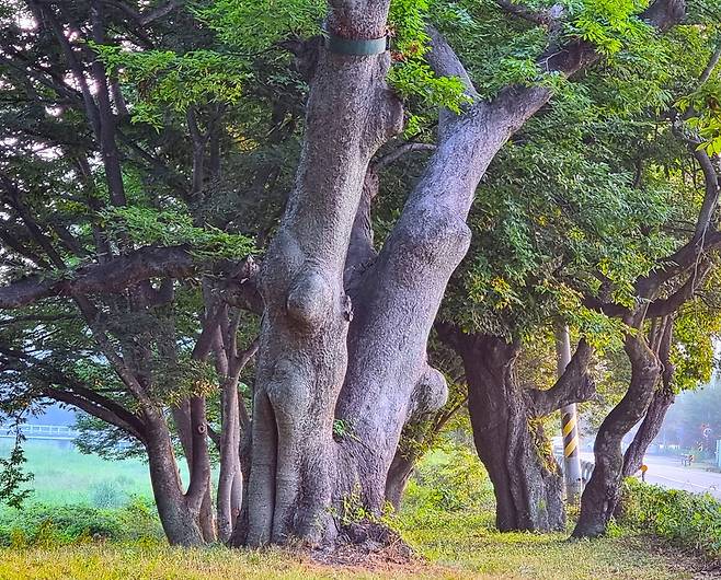 오리장숲 느티나무 노거수.