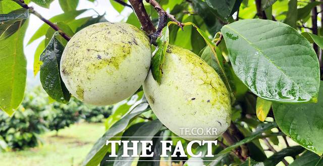 포포나무 열매/진도군