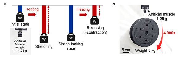 자기 인공근육의 구동 원리와 하중 지지 능력. UNIST 제공
