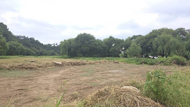 팔현습지 입구에 세륜시설 설치 공사를 했다가 콘크리트를 걷어내고 다시 흙으로 덮어놓은 모습 뒤로 왕버들군락이 보인다. 김규현 기자