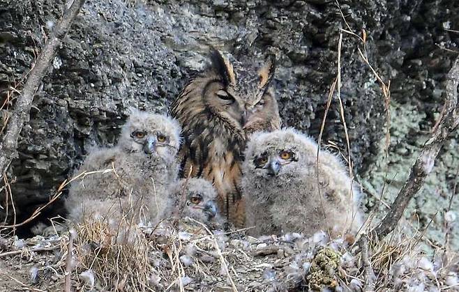 지난 2월 팔현습지에서 태어난 수리부엉이 새끼 3마리. 대구환경운동연합 제공