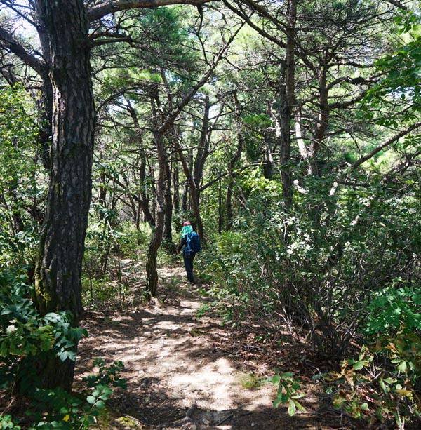 산행 중 만나는 짙은 숲 그늘 길.