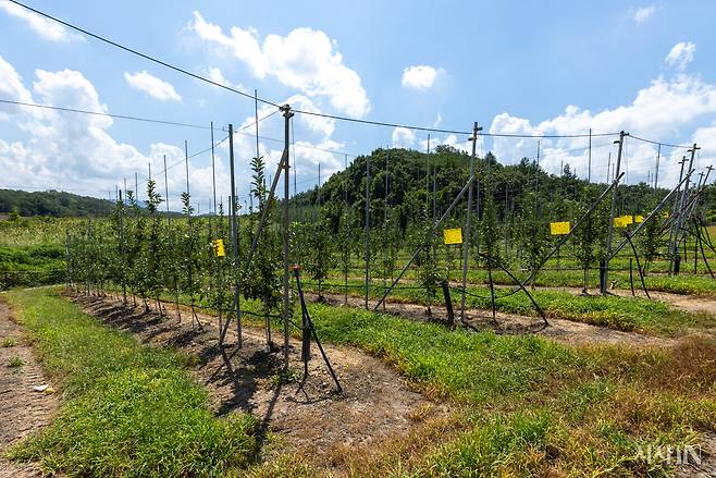 이종상씨가 귀농 창업자금으로 구입한 땅. 이씨는 생산성을 높인다는 밀식 재배 방식을 일부 과수에 도입했지만, 재배 2년 차에 사과나무 780그루 가운데 350그루가 말라죽어 큰 손해를 봤다. ⓒ시사IN 신선영