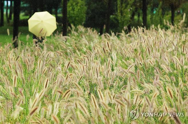 가을 재촉하는 비 (수원=연합뉴스) 홍기원 기자 = 가을을 재촉하는 비가 내린 17일 경기도 수원시 팔달구 서호꽃뫼공원에서 우산을 쓴 시민이 수크령 사이를 걷고 있다. 2025.9.17 xanadu@yna.co.kr