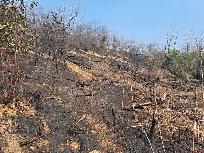 지난 3월 25일 울산 울주군 언양읍 화장산 일원에서 발생한 산불로 약 63ha 면적이 소실됐다. 12년 전 대형 산불로 인공 조림 사업이 이뤄지며 푸르름을 되찾았던 산이 이번 산불로 다시 검게 물들었다. 울산매일 포토뱅크