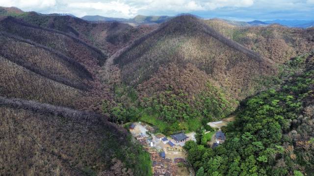 화마가 휩쓸고 간 고운사.고운사를 둘러싼 사방 산은 온통 검은 산 검은 세상이었다.
