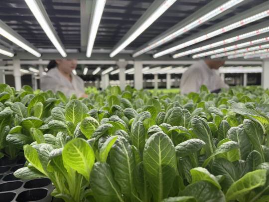팜토리 직원들이 한창 성장중인 각종 채소 관리에 여념이 없다. 김동민기자