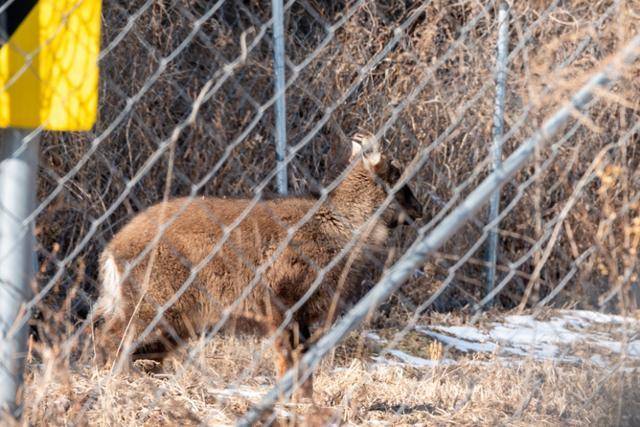 강원 화천군에서 ASF차단 울타리 앞을 서성이고 있는 산양의 모습. 국립공원을지키는시민의모임 제공