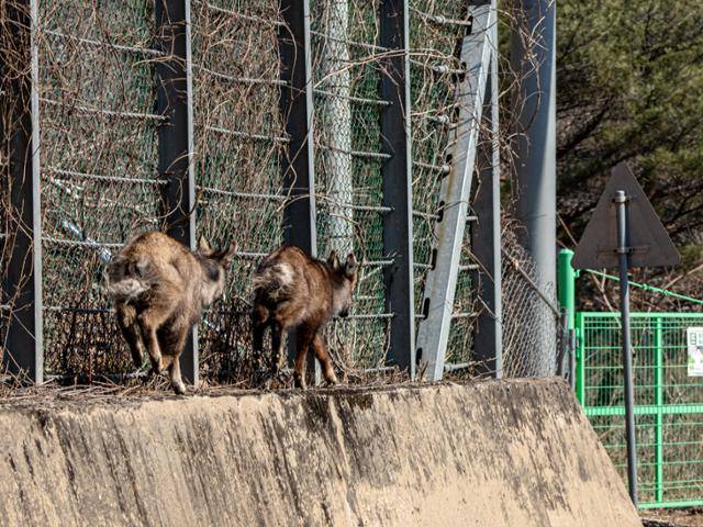 ASF 울타리를 따라 걷고 있는 산양. 국립공원을 지키는 시민의 모임 제공