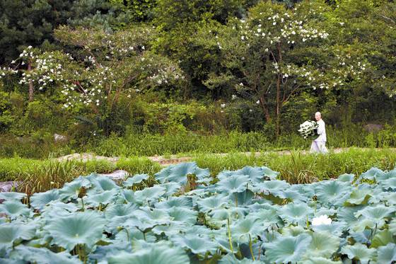오랜 지혜가 담긴 사찰음식은 대표적 건강식품이다. 사진은 충남 아산 인취사의 연꽃밭. 사진 하지권