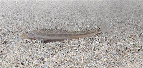 천연기념물 미호종개 [국가유산청 제공. 재판매 및 DB 금지]