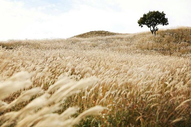 해발1113m의 황매산에는 축구장 60개 크기의 억새 군락지가 펼쳐져 있다. ⓒ합천군