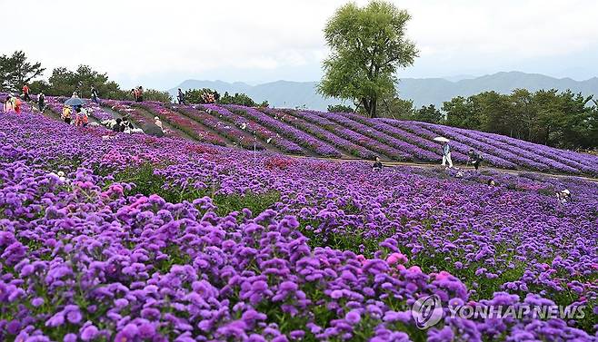보랏빛 아스타가 반기는 가을 (서울=연합뉴스) 18일 경남 거창군 감악산 풍력단지 인근에 보라색 아스타 국화꽃이 활짝 피어 있다. 2025.9.18 [경남 거창군 제공. 재판매 및 DB 금지] photo@yna.co.kr