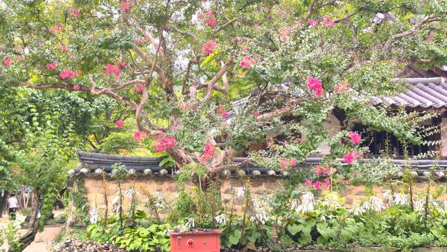 경북 김천시 직지사 경내에 활짝 핀 배롱나무꽃. 남태우 기자