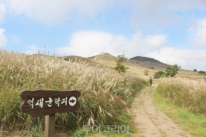 황매산 억새/사진=합천군