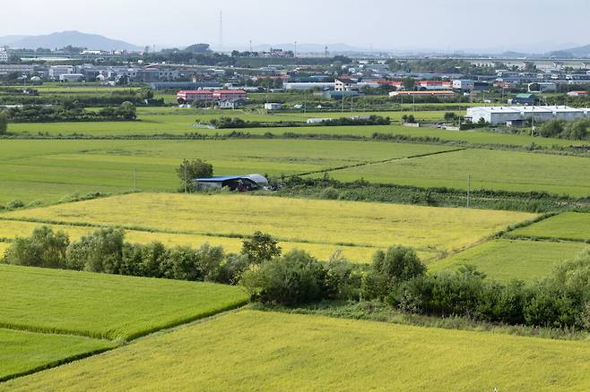 한강 하류의 논 습지는 지속적으로 매립되어 각종 시설물과 함께 개발되고 있다.
