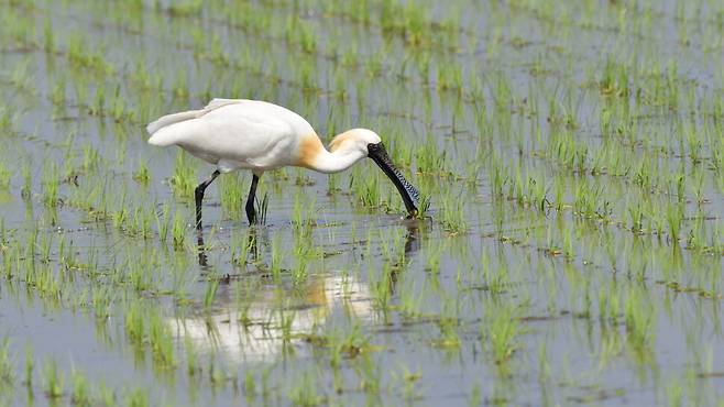 멸종위기 야생생물 1급 저어새. 농경지는 새들에게 풍부한 먹이원을 제공한다.