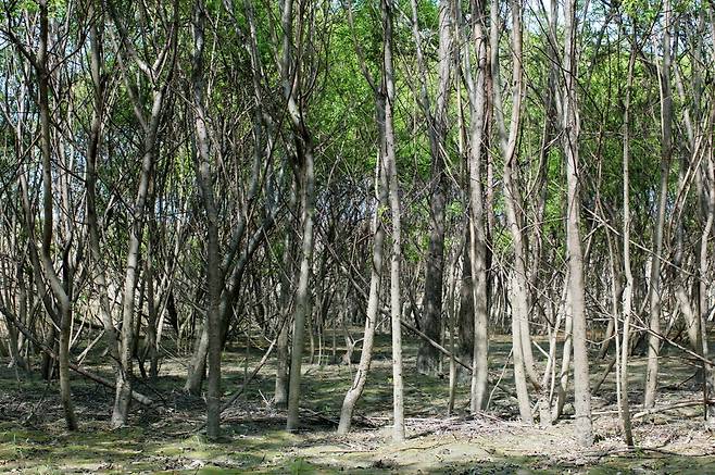 지난 2007년 버드나무 군락지 모습. 버드나무 군락지는 육지로 왜곡된 한강의 모습을 보여준다.