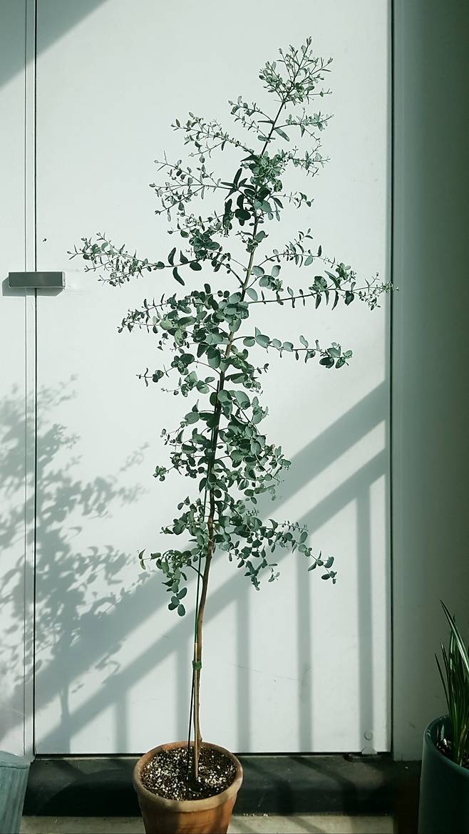 처음 집에 들여온 화분./이영미 에디터