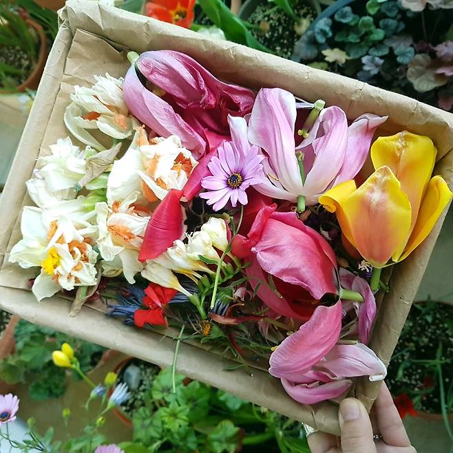 구근꽃을 모아놓은 모습./이영미 에디터