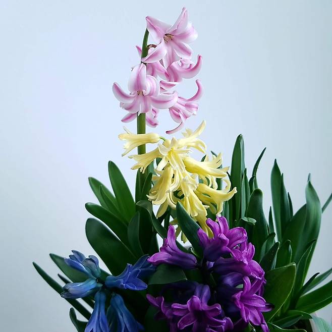 히아신스./이영미 에디터