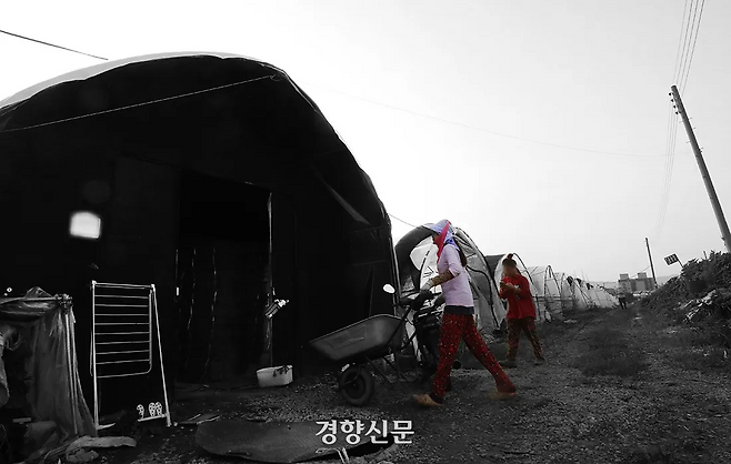 지난해 5월 경기도의 한 비닐하우스에서 작업을 마친 이주노동자들이 차양막이 쳐진 숙소 비닐하우스로 퇴근하고 있다. 이 농장의 작업장 옆에는 대부분 이주노동자 숙소가 있었다. 권도현 기자