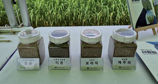 국립축산과학원은 논 재배에 적합하면서 수량성 높은 신품종 <조온>과 <다온>을 개발해 지난 1월 품종 보호 출원을 완료했다.