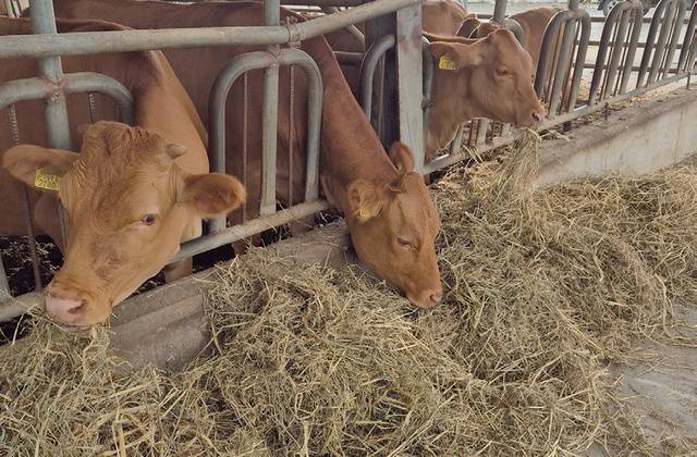 사료피 건초를 육성우에게 먹여본 결과 기호성이 좋았다.