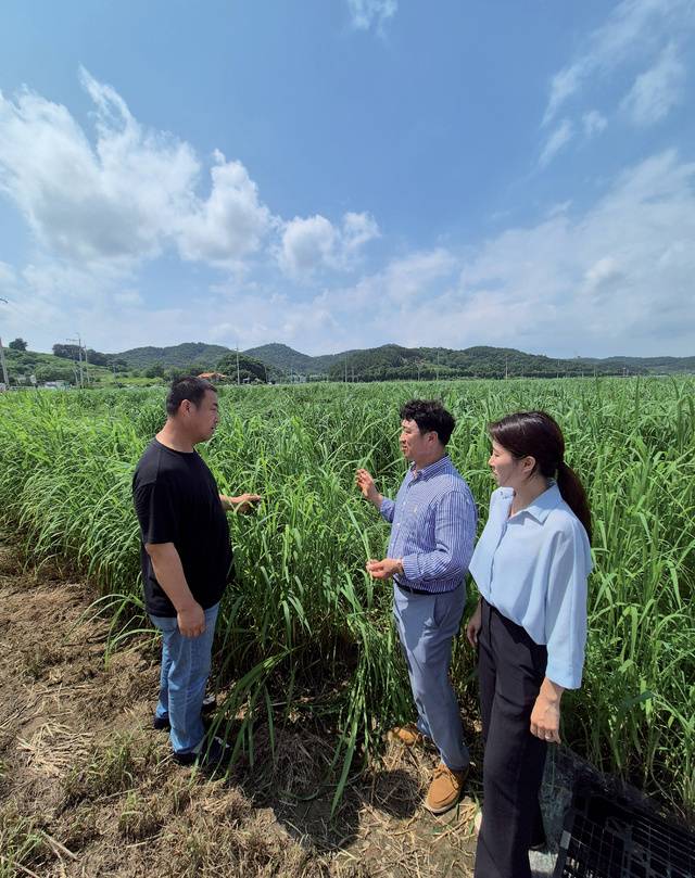 국립축산과학원 최보람 연구사(오른쪽)와 <영화농장> 황경수 대표(왼쪽), <삼솔농장> 한기웅 대표가 사료피 <다온>의 생육 현장을 살펴보고 있다.