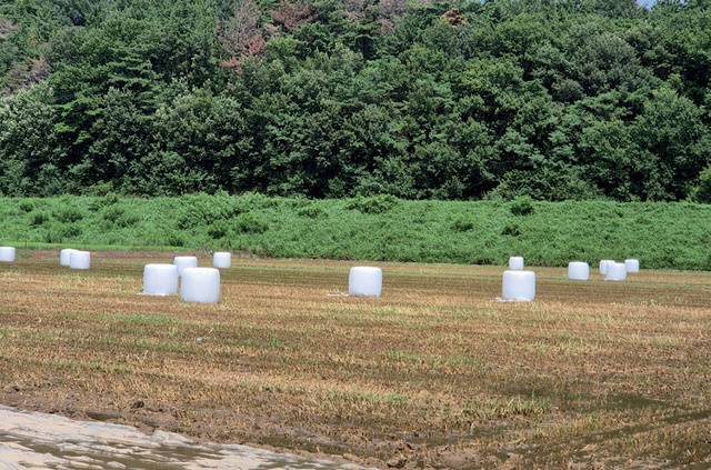 <영화농장> 황경수 대표에 의하면 397㎡(120평)당 사료피 1롤을 생산할 수 있다.